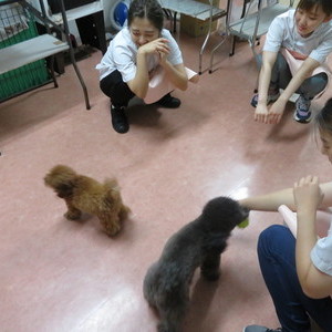 犬の幼稚園のサムネイル